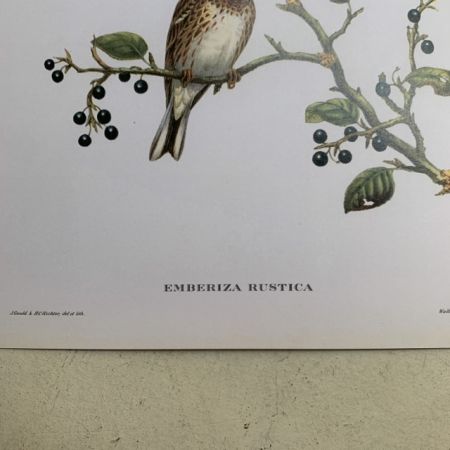 Репродукция Птицы Emberiza Rustica J.Gould 21х30 см 