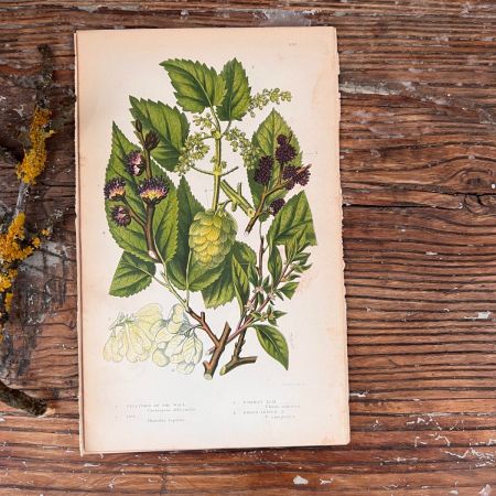 Литография 14х22 см  Flowering Plants by Anne Pratt №195 Англия 