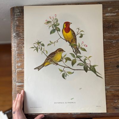 Репродукция Птицы Euspiza Luteola J.Gould 21х30 см