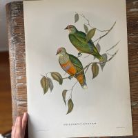 Репродукция Птицы Ptilinopus Ewingii J.Gould 21х30 см