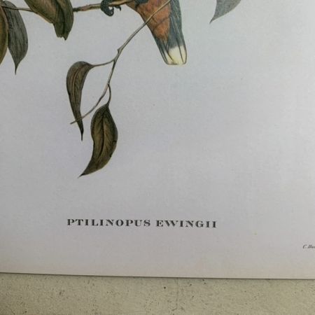 Репродукция Птицы Ptilinopus Ewingii J.Gould 21х30 см