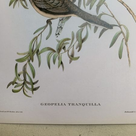 Репродукция Птицы Geopelia Tranquilla J.Gould 21х30 см 