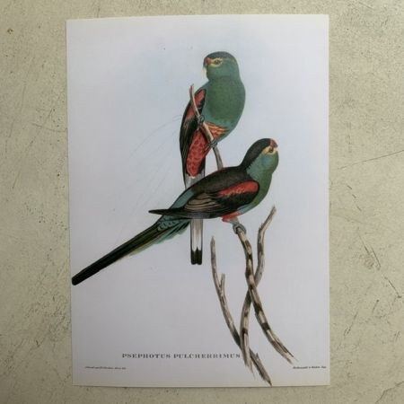 Репродукция Птицы Psephotus Pulcherrimus J.Gould 21х30 см 