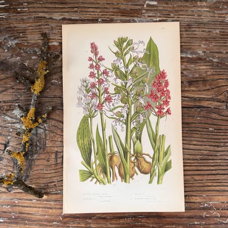 Литография 14х22 см  Flowering Plants by Anne Pratt №216 Англия 