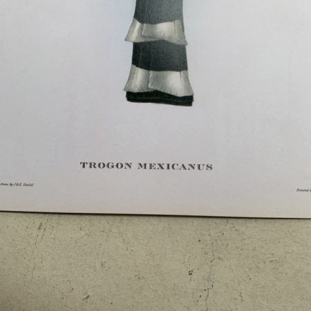 Репродукция Птицы Trogon Mexicanus J.Gould 21х30 см