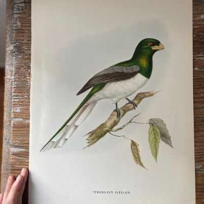 Репродукция Птицы Trogon Gigas J.Gould 21х30 см 