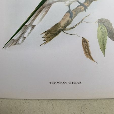 Репродукция Птицы Trogon Gigas J.Gould 21х30 см 
