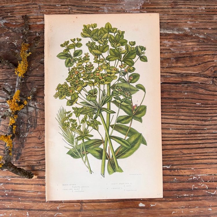 Литография 14х22 см  Flowering Plants by Anne Pratt №191 Англия 