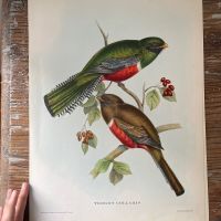 Репродукция Птицы Trogon Collaris J.Gould 21х30 см 