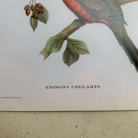 Репродукция Птицы Trogon Collaris J.Gould 21х30 см 