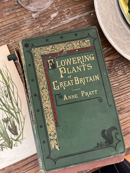 Литография 14х22 см  Flowering Plants by Anne Pratt №205 Англия 