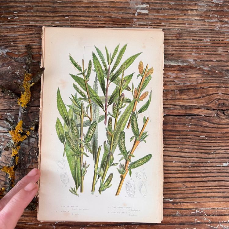 Литография 14х22 см  Flowering Plants by Anne Pratt №197 Англия 