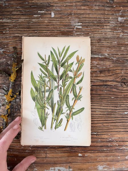 Литография 14х22 см  Flowering Plants by Anne Pratt №197 Англия 