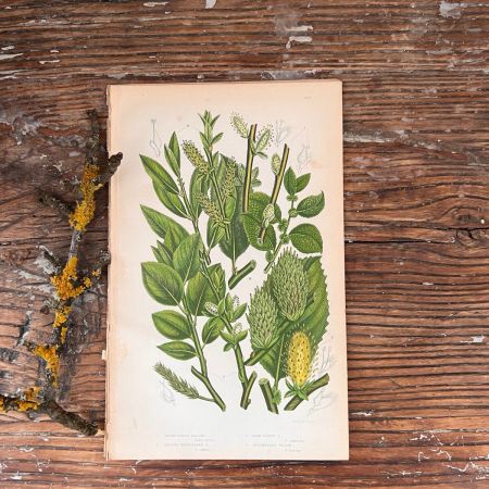 Литография 14х22 см  Flowering Plants by Anne Pratt №203 Англия 