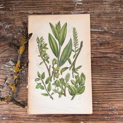 Литография 14х22 см Flowering Plants by Anne Pratt №304 Англия