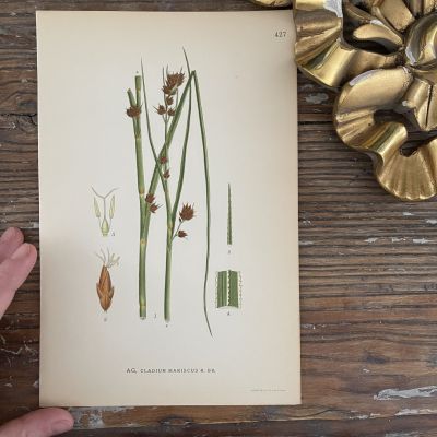 Литография 15х23 см 1917 г. Nordens Flora 1 шт. №427