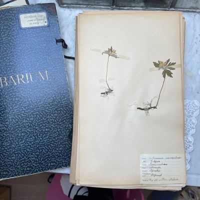 Лист гербария Hans Nilsson Швеция