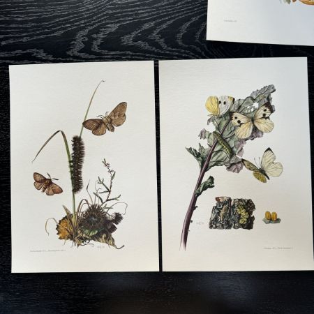 Литография 27х19 см Insectes d'Europe 2 шт стр. 151/142