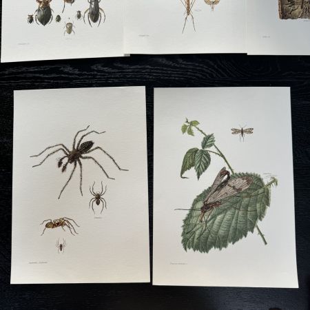 Литография 27х19 см Insectes d'Europe 2 шт стр. 187/102 