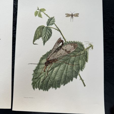 Литография 27х19 см Insectes d'Europe 2 шт стр. 187/102 