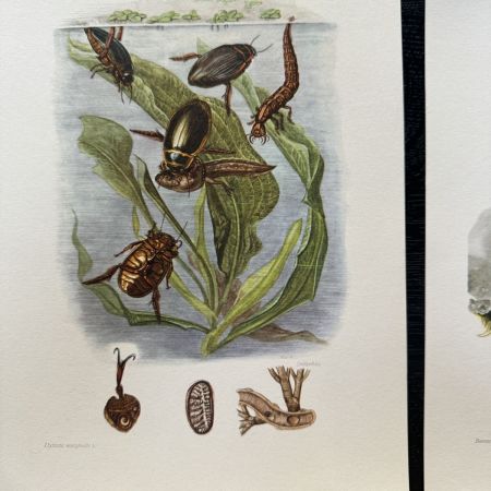 Литография 27х19 см Insectes d'Europe 2 шт стр. 103/47 